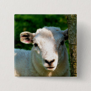 CUTE LITTLE SHEEP 2 INCH SQUARE BUTTON