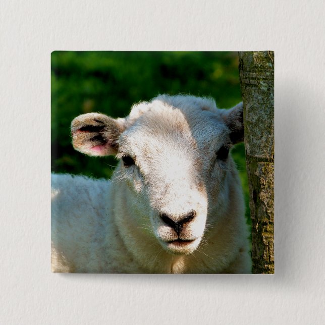 CUTE LITTLE SHEEP 2 INCH SQUARE BUTTON (Front)