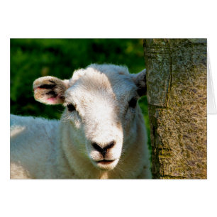 CUTE LITTLE SHEEP card