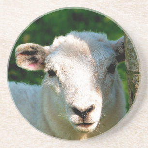 CUTE LITTLE SHEEP COASTER