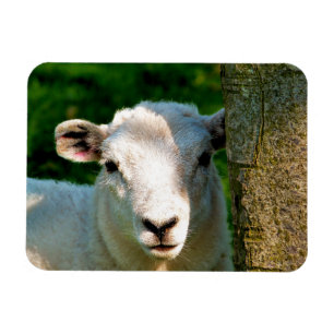 CUTE LITTLE SHEEP MAGNET
