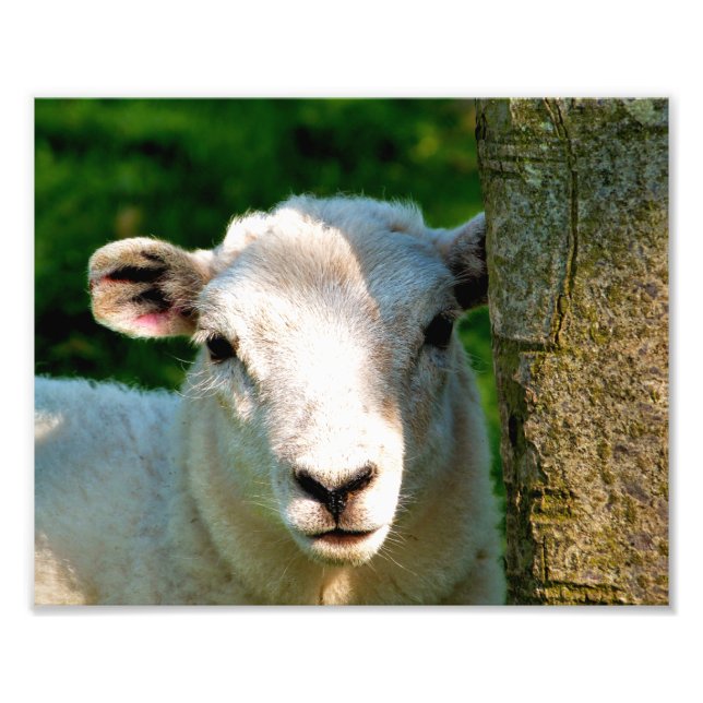 CUTE LITTLE SHEEP PHOTO PRINT (Front)