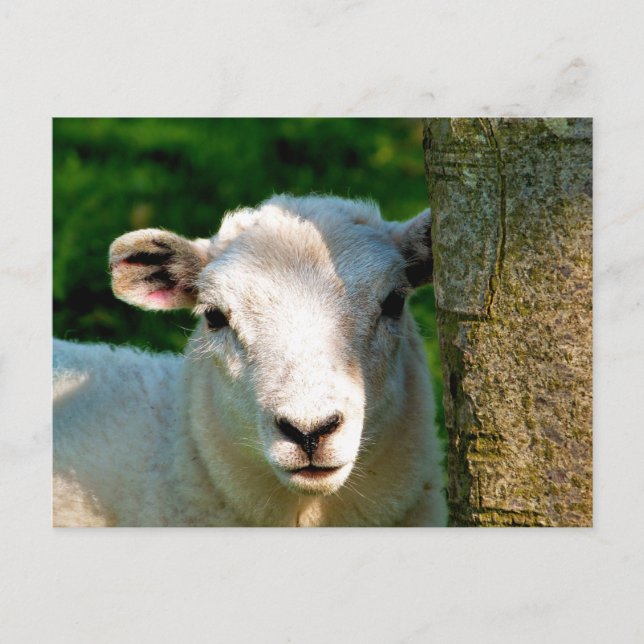 CUTE LITTLE SHEEP POSTCARD (Front)