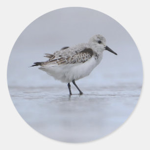 Cute Little Shore Sea Ocean Water Bird Classic Round Sticker