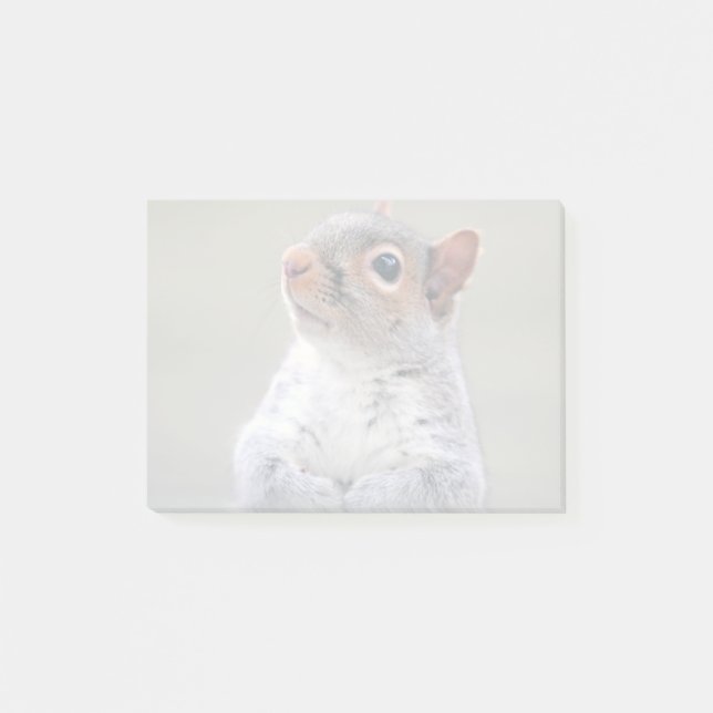 Cute Little Soft and Fluffy Grey Squirrel Post-it Notes (Front)