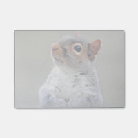 Cute Little Soft and Fluffy Grey Squirrel