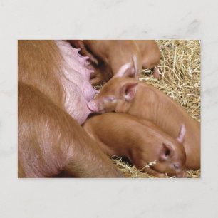 Cute Little Tamworth Piglet - Pig Photography Postcard