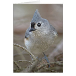 Cute Little Tufted Titmouse