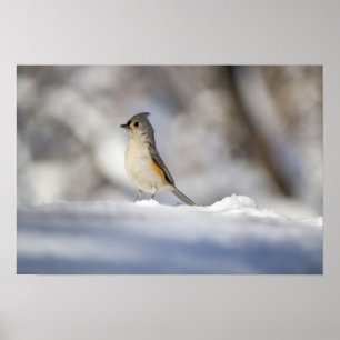 Cute Little Tufted Titmouse Bird in the Snow Poster
