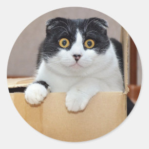 Cute Little Tuxedo Cat Pet Animal Kitty Classic Round Sticker