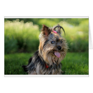 Cute Little Yorkshire Terrier Chien