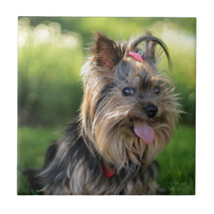 Cute Little Yorkshire Terrier Dog Tile