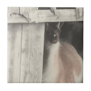 Cute Llama Black And White Animal Tile