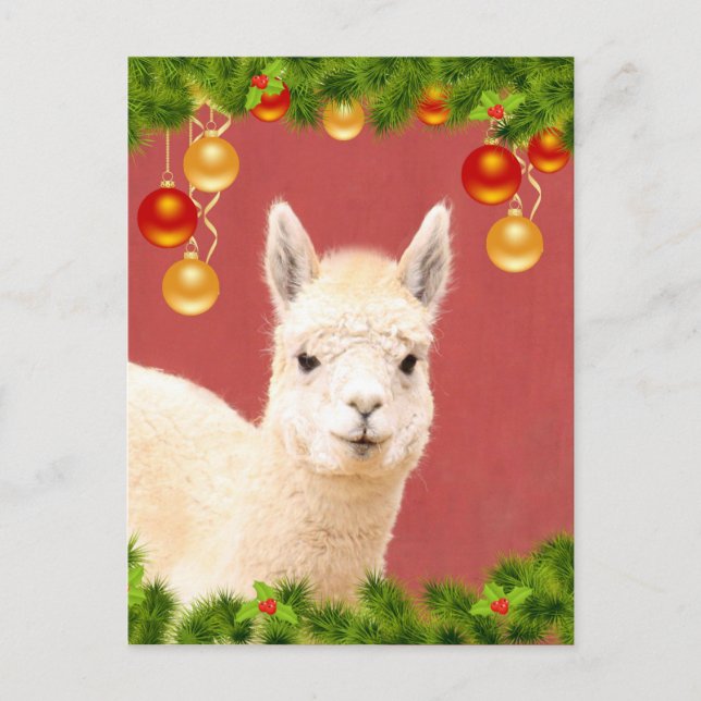 Cute Llama Christmas Holiday Postcard (Front)
