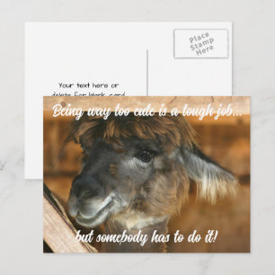 Cute Llama Farm Animal Humorous  Postcard