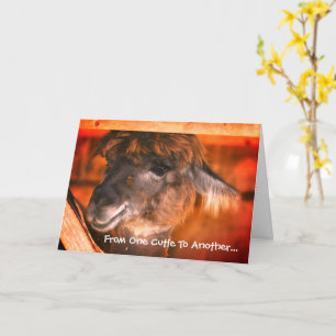 Cute Llama Humourous Animal Birthday Card