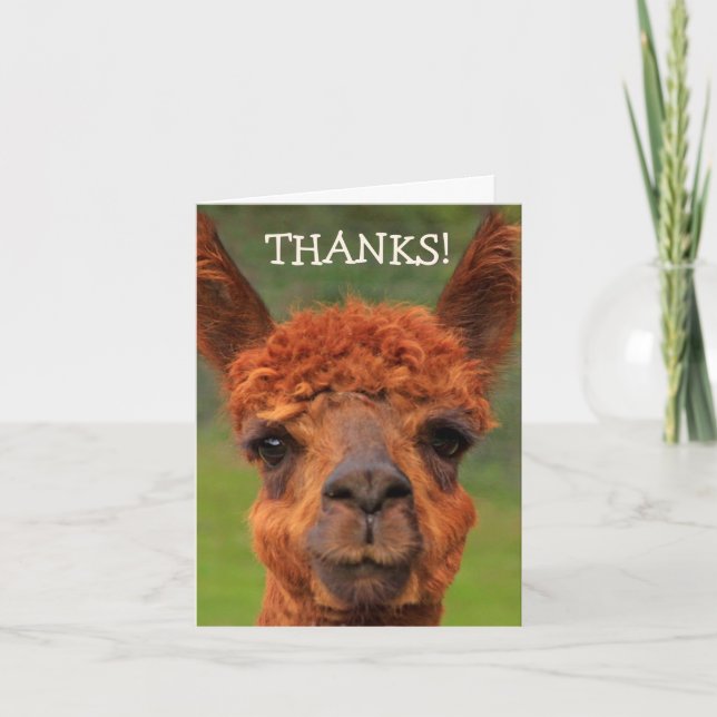 Cute Llama Thank You Card (Front)