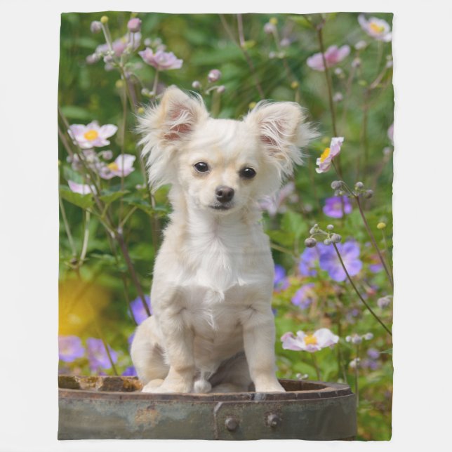 Cute long-haired Chihuahua Dog Puppy Photo - Fleece Blanket (Front)