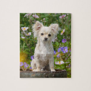 Cute long-haired cream Chihuahua Dog Puppy - Game Jigsaw Puzzle