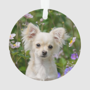 Cute long-haired cream Chihuahua Dog Puppy Photo Ornament