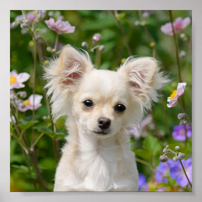 Cute long-haired cream Chihuahua Dog Puppy Photo - Poster | Zazzle