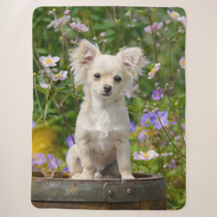 Cute longhair cream Chihuahua Dog Puppy Pet Photo Sherpa Blanket