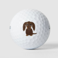 Cute Longhaired Chocolate Brown Dachshund Dog