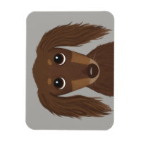 Cute Longhaired Chocolate Brown Dachshund