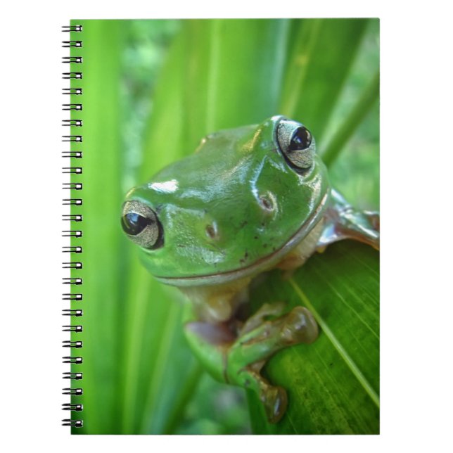 Cute Looking Tree Frog Close Up Notebook (Front)