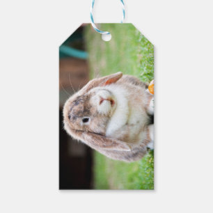 Cute lop-eared rabbit  gift tags