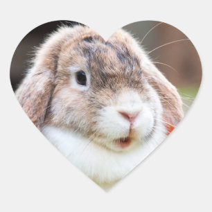 Cute lop-eared rabbit   heart sticker