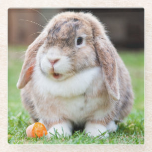 Cute Lop-Eared Rabbit in Grass with Carrot Glass Coaster