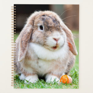 Cute lop-eared rabbit  planner