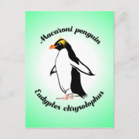 Cute Macaroni Penguin