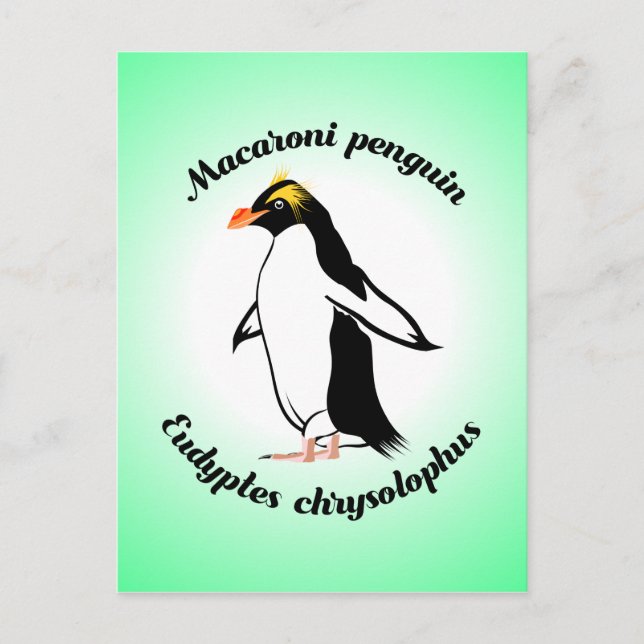Cute Macaroni Penguin Postcard (Front)