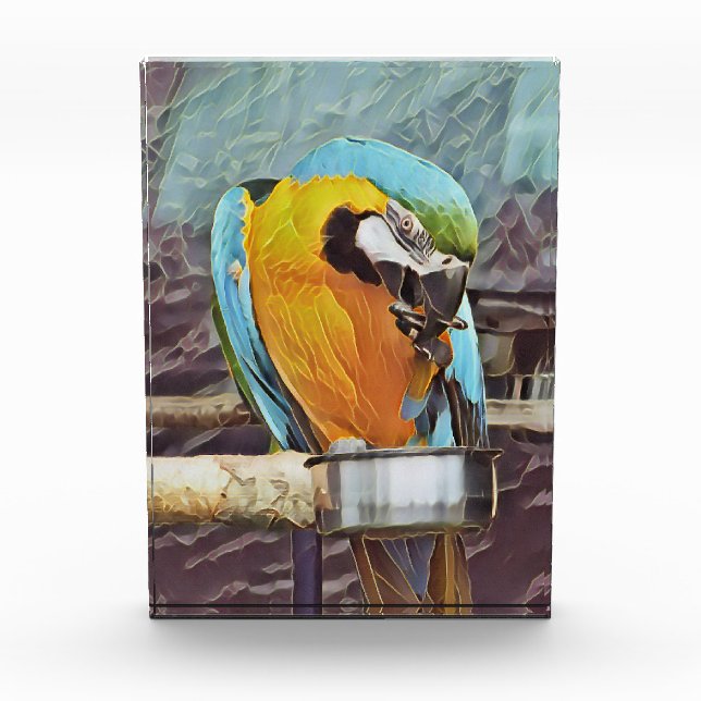 CUTE MACAW PHOTO BLOCK (Front)