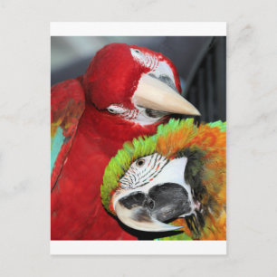 Cute macaws postcard