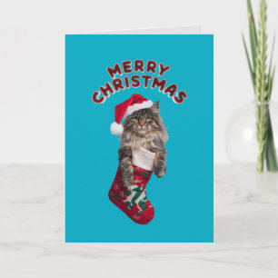 Cute Maine Coon Cat Christmas  Holiday Card