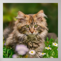 Cute Maine Coon Kitten Cat Animal Photo