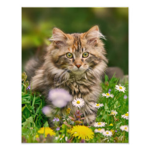 Cute Maine Coon Kitten Cat in a Meadow  Paperprint Photo Print