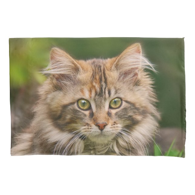 Cute Maine Coon Kitten Cat Portrait - Pillow-Cover Pillowcase (Front)