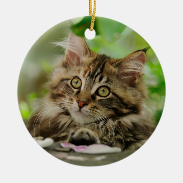 Cute Maine Coon kitten Ceramic Ornament (Front)