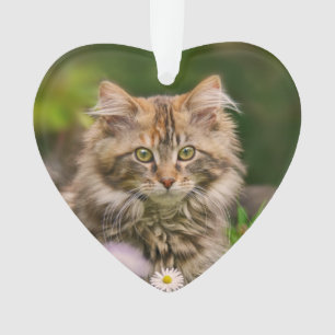 Cute Maine Coon Kitten Chat dans une prairie fleur