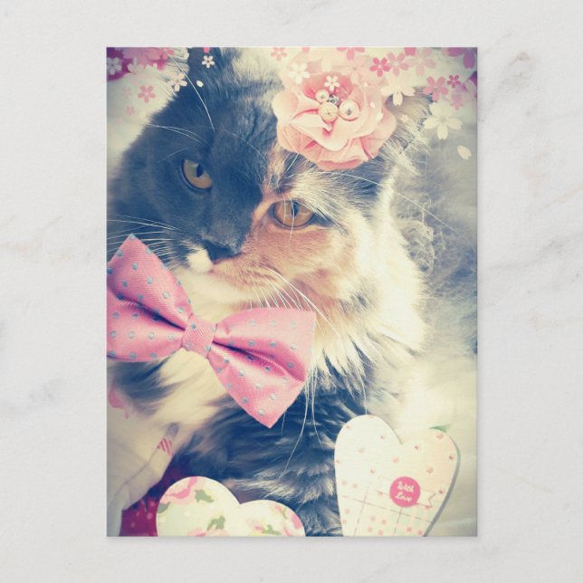 Cute Maine Coon Kitten Retro Style Postcard (Front)