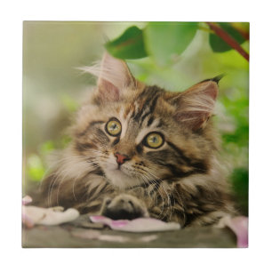 Cute Maine Coon kitten Tile