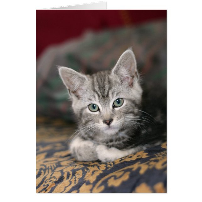 Cute Maine Coon Silver Tabby Kitten, Cat (Front)