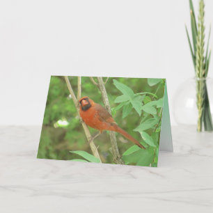 Cute Male Cardinal on Branch Thinking Of You Card