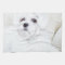 Cute Maltese Dog