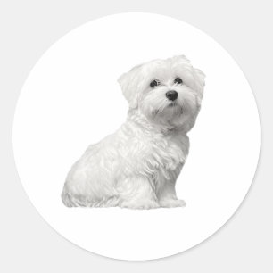 Cute Maltese Dog Sitting Puppy Classic Round Sticker