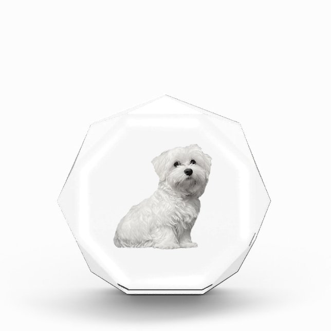 Cute Maltese Dog Sitting Puppy Photo Block (Front)